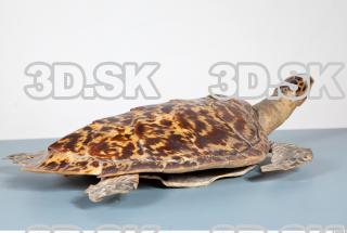 Turtle body photo reference 0005